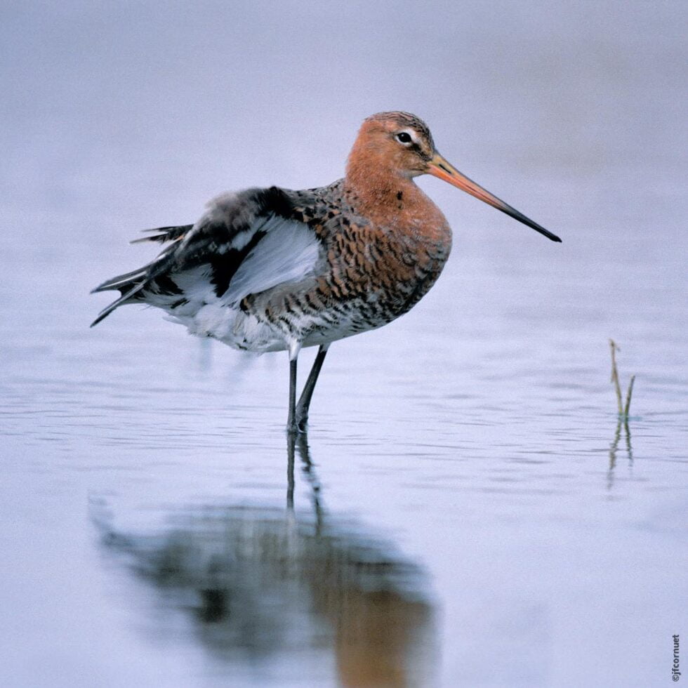 Barge à queue noire