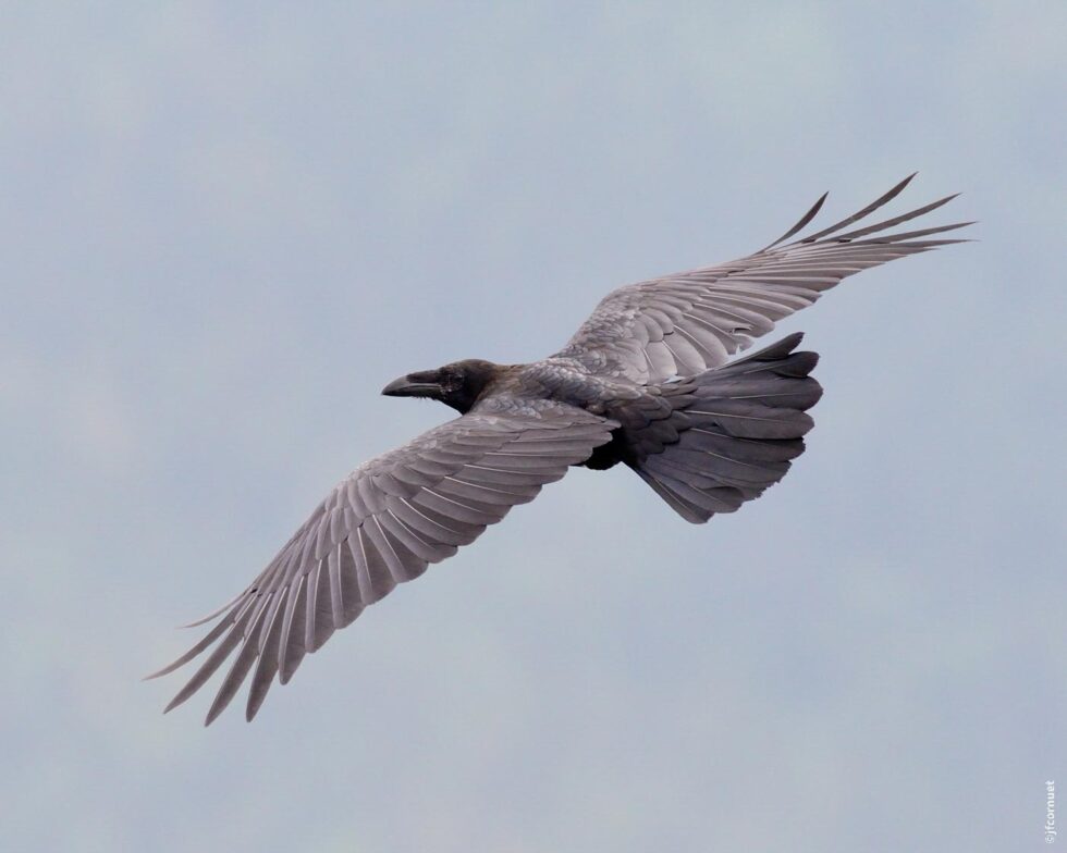Grand corbeau