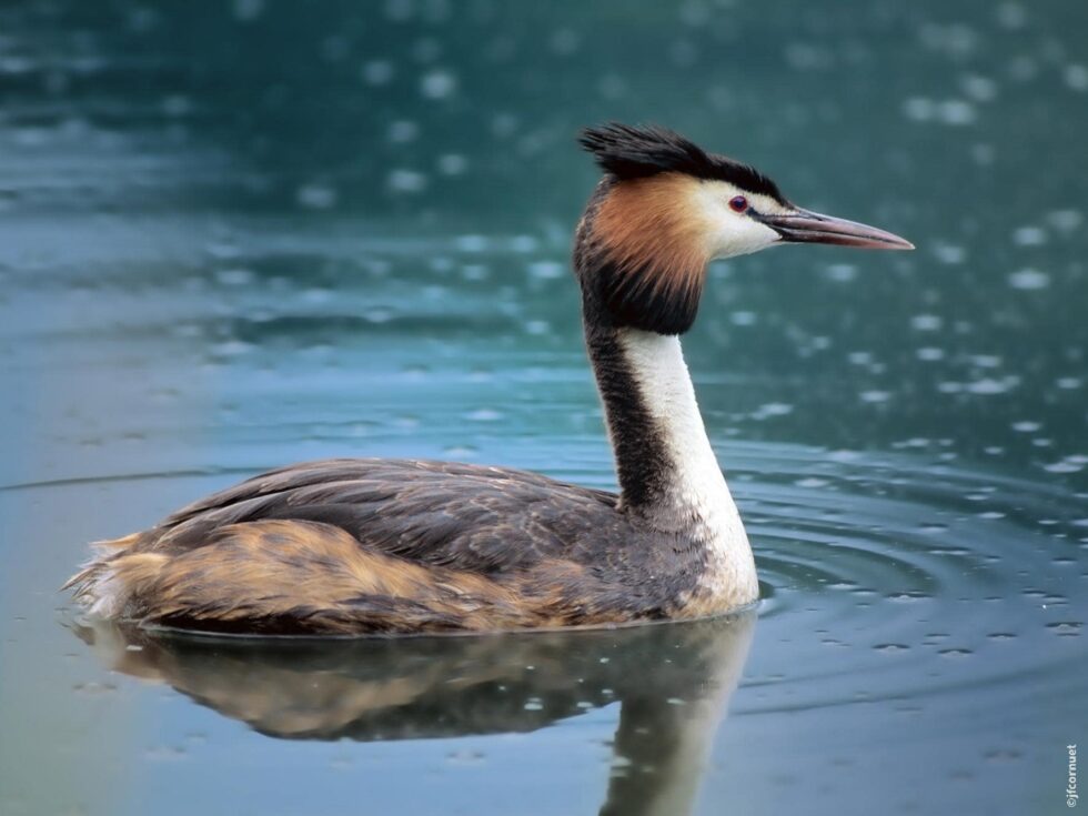 Grèbe huppé