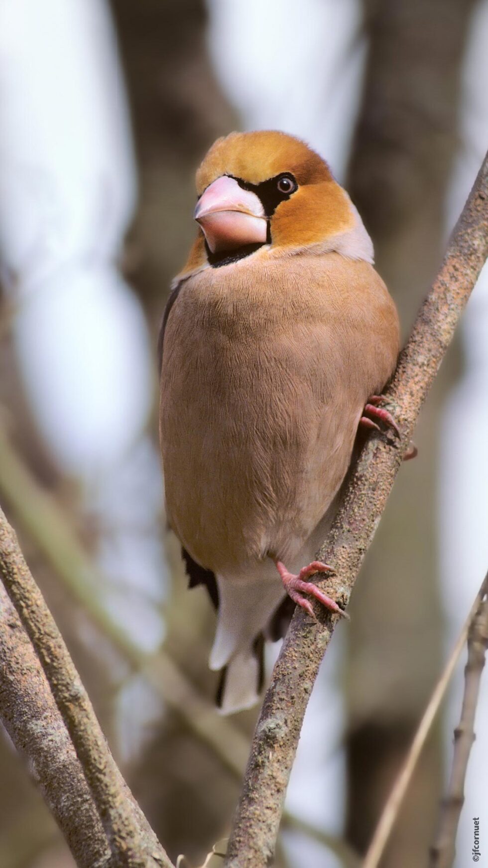 Grosbec casse-noyaux