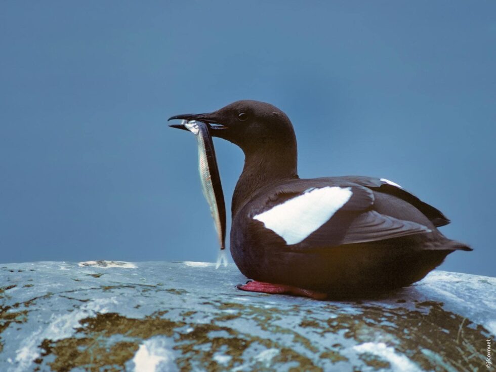 Guillemot à miroir