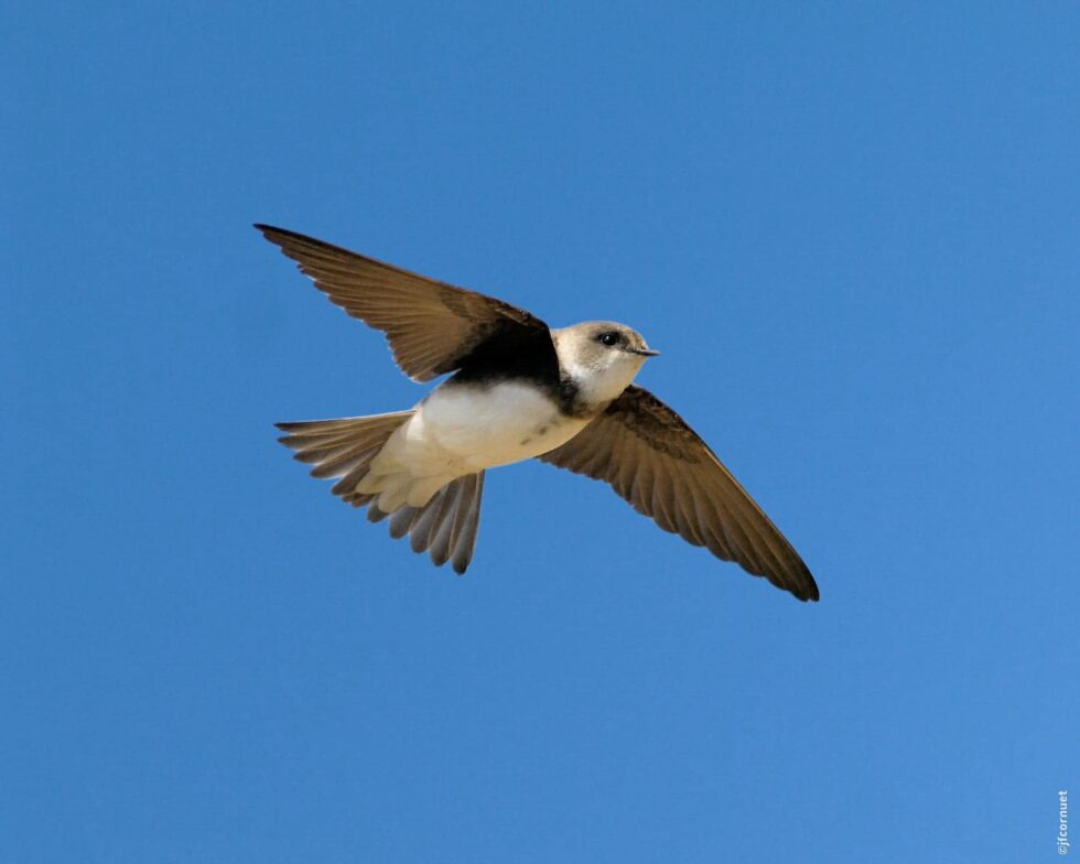 Hirondelle de rivage