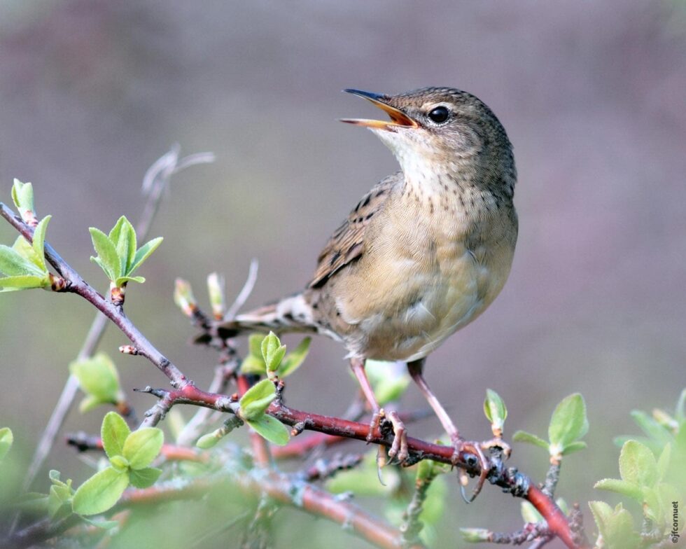 Locustelle tachetée