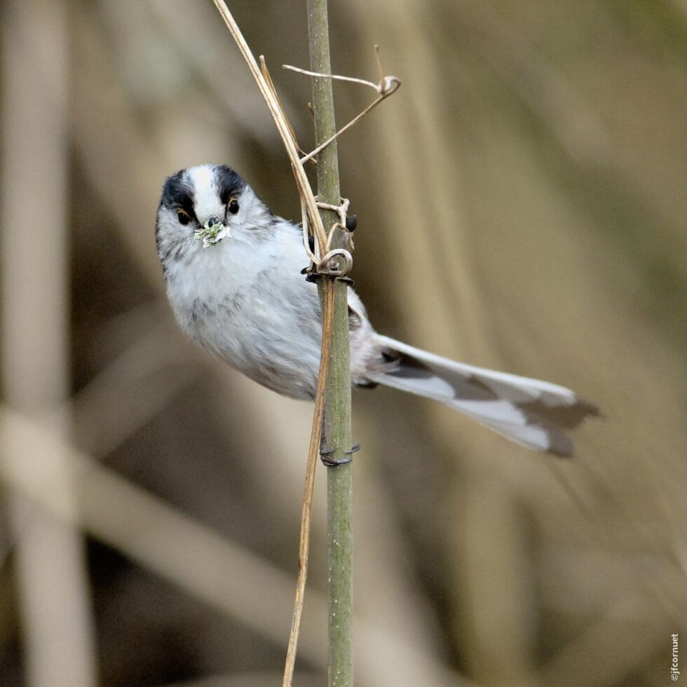 Mésange à longue queue