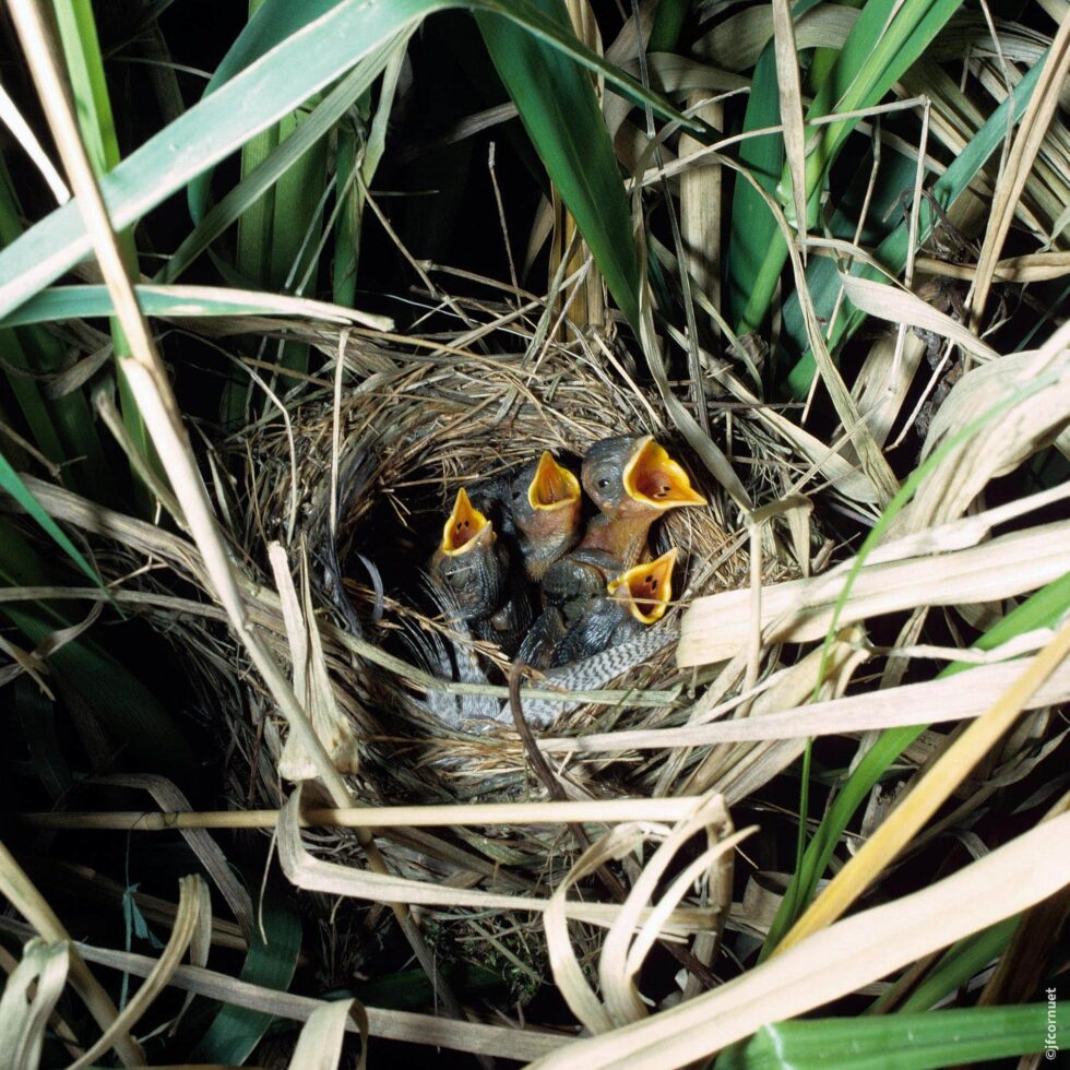 Phragmite des joncs nid