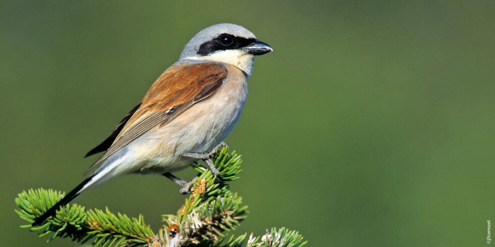 Pie grièche écorcheur