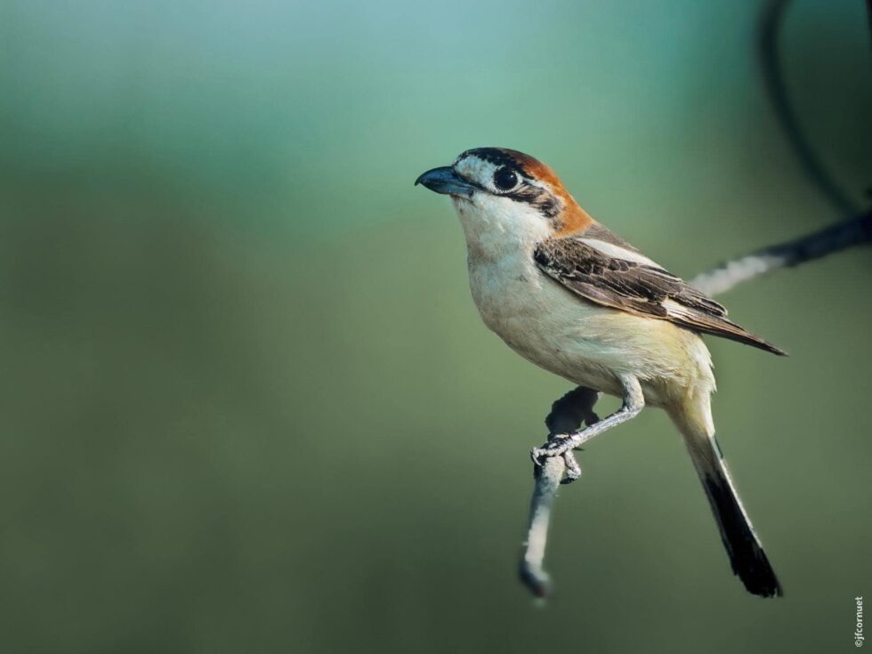 Pie grièche à tête rousse