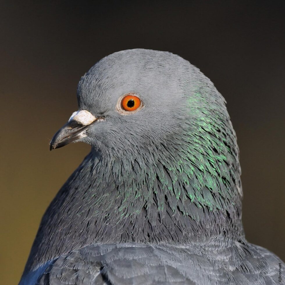 Pigeon domestique