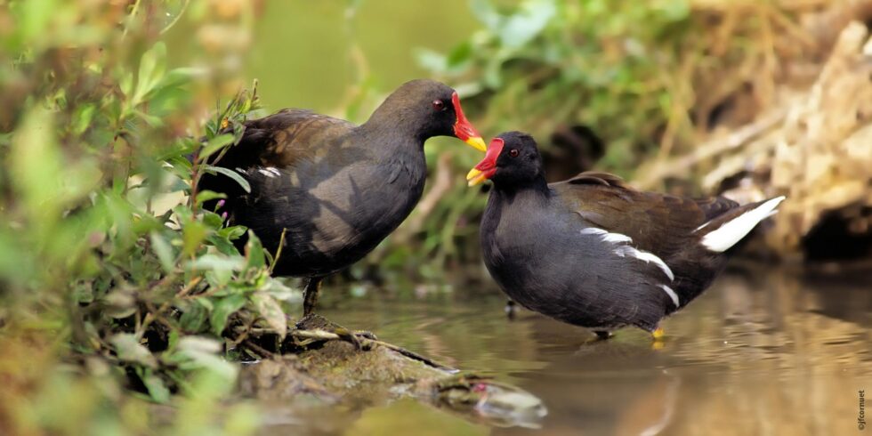 Gallinule poule-d'eau