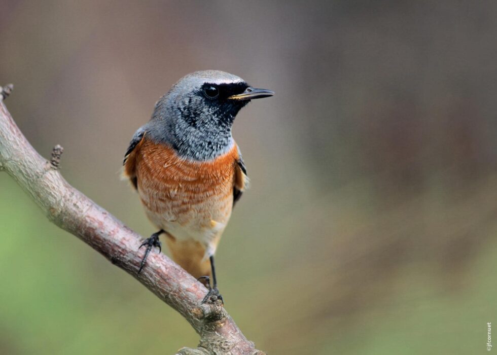 Rougequeue à front blanc