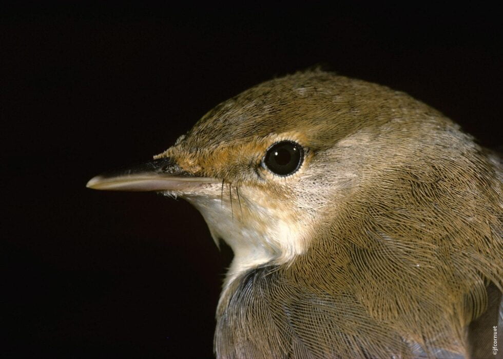 Rousserolle effarvatte