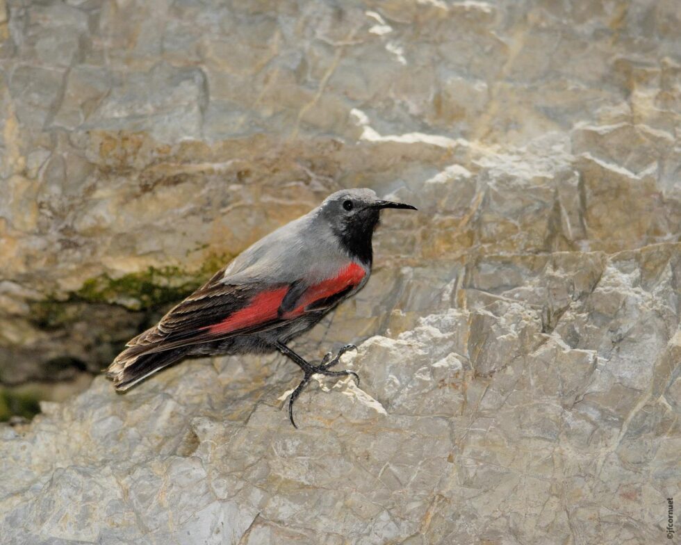 Tichodrome échelette