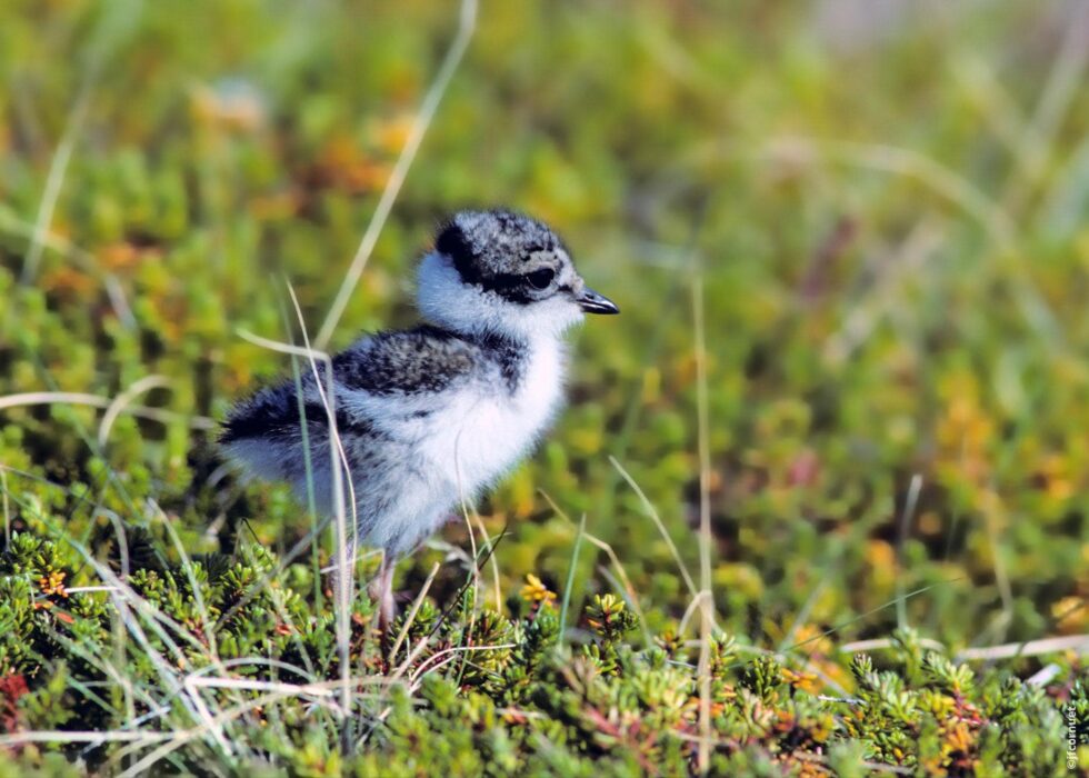 Tournepierre a collier poussin