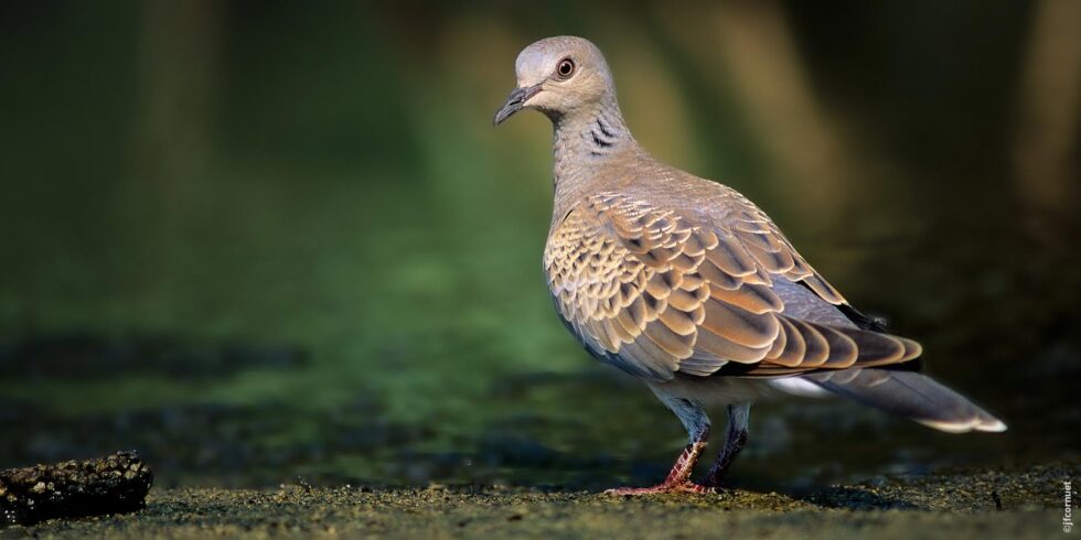 Tourterelle des bois