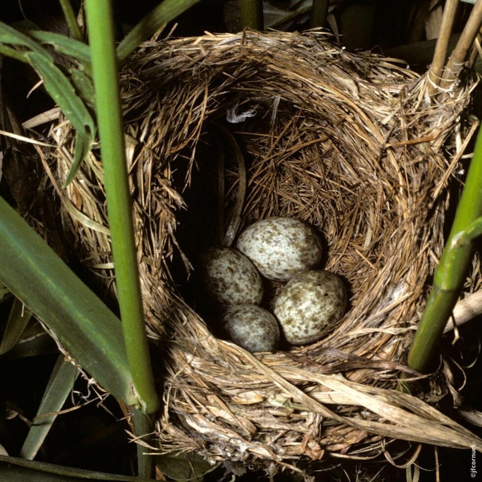 Rousserolle effarvatte nid